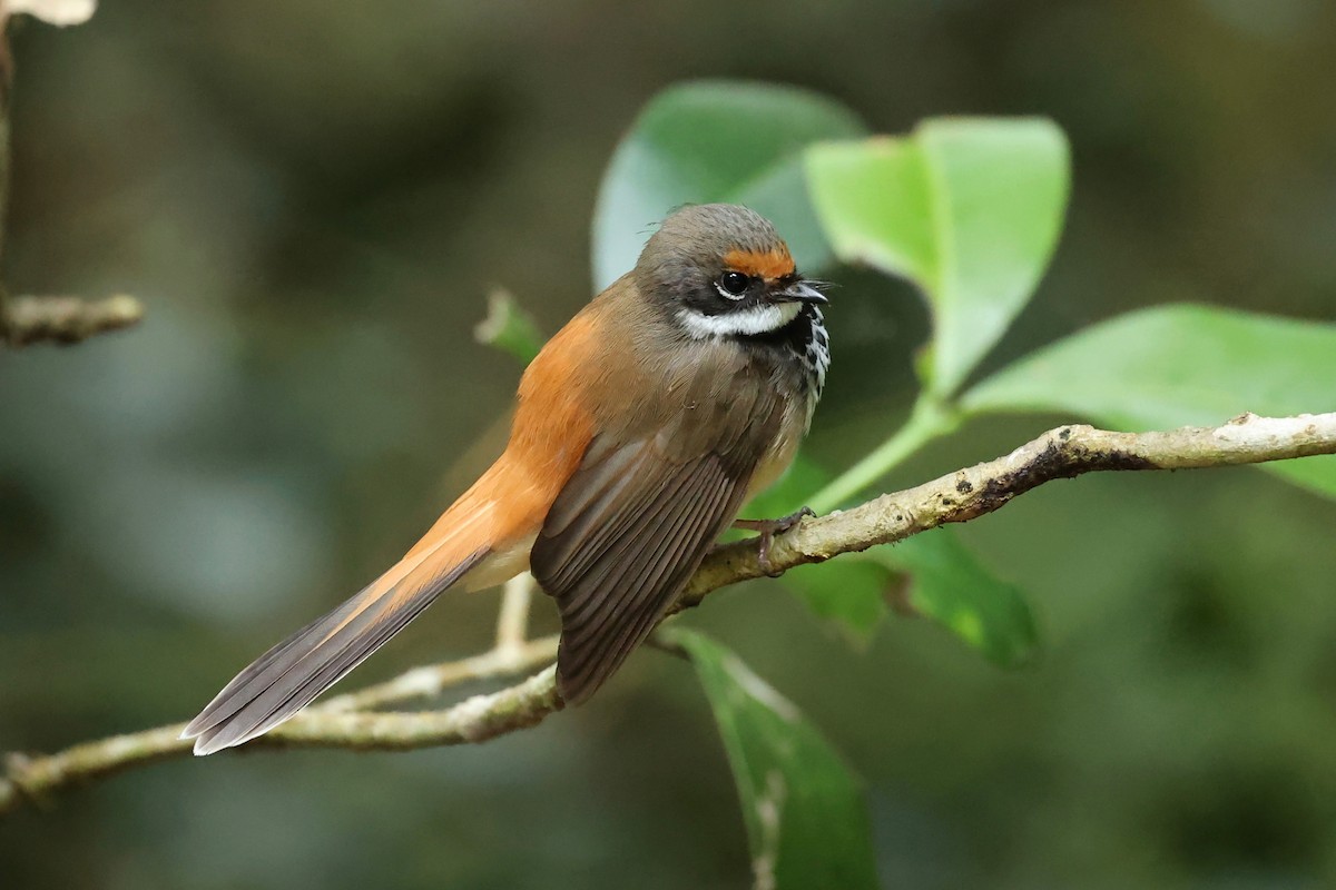 Australian Rufous Fantail - ML626118410