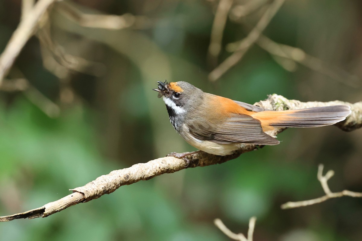 Australian Rufous Fantail - ML626118411