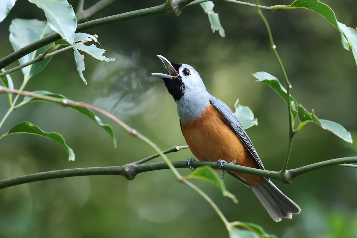 Black-faced Monarch - ML626118419