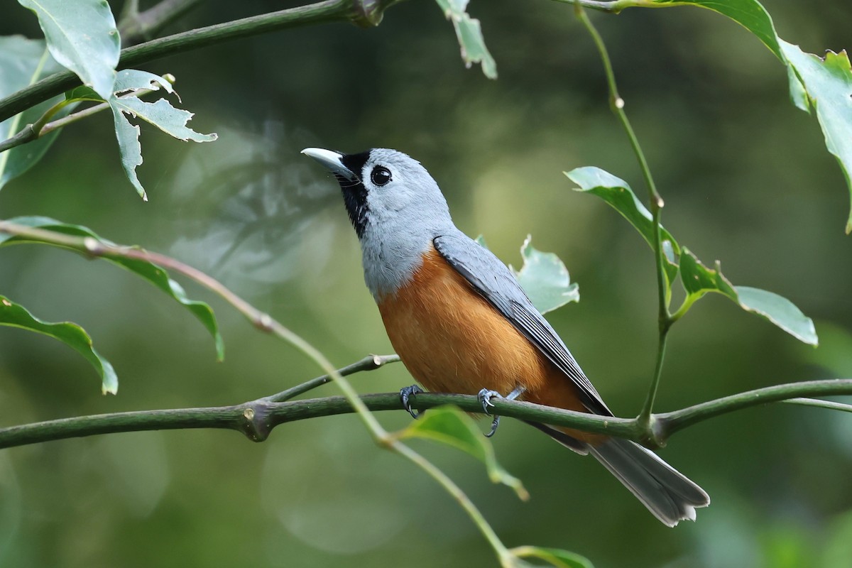 Black-faced Monarch - ML626118420