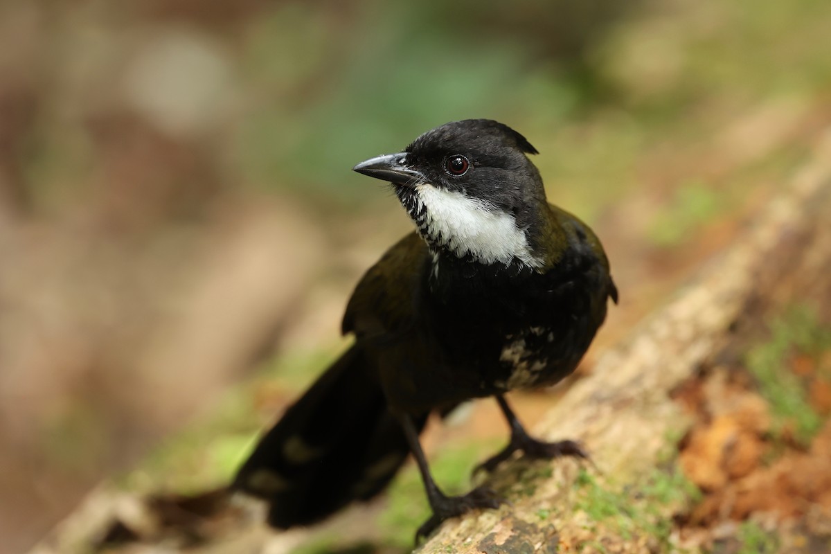 Eastern Whipbird - ML626118432