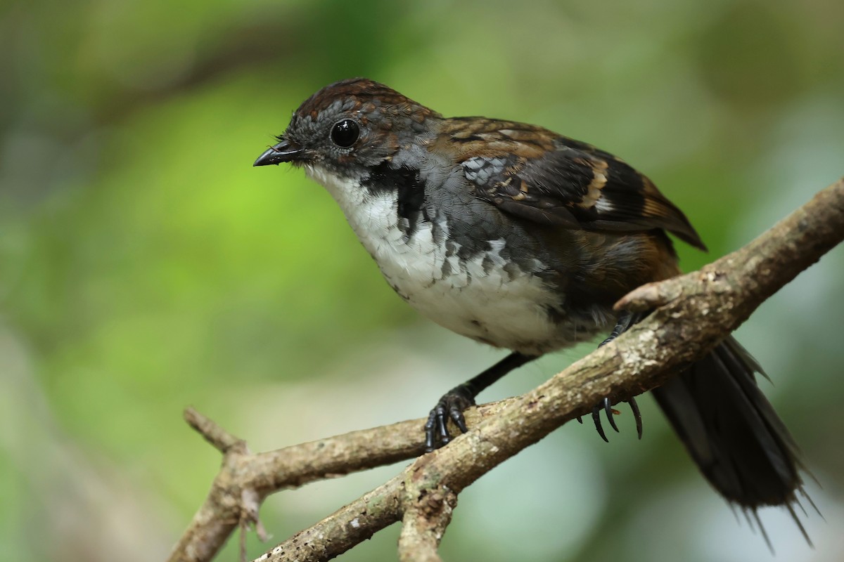 Australian Logrunner - ML626118439