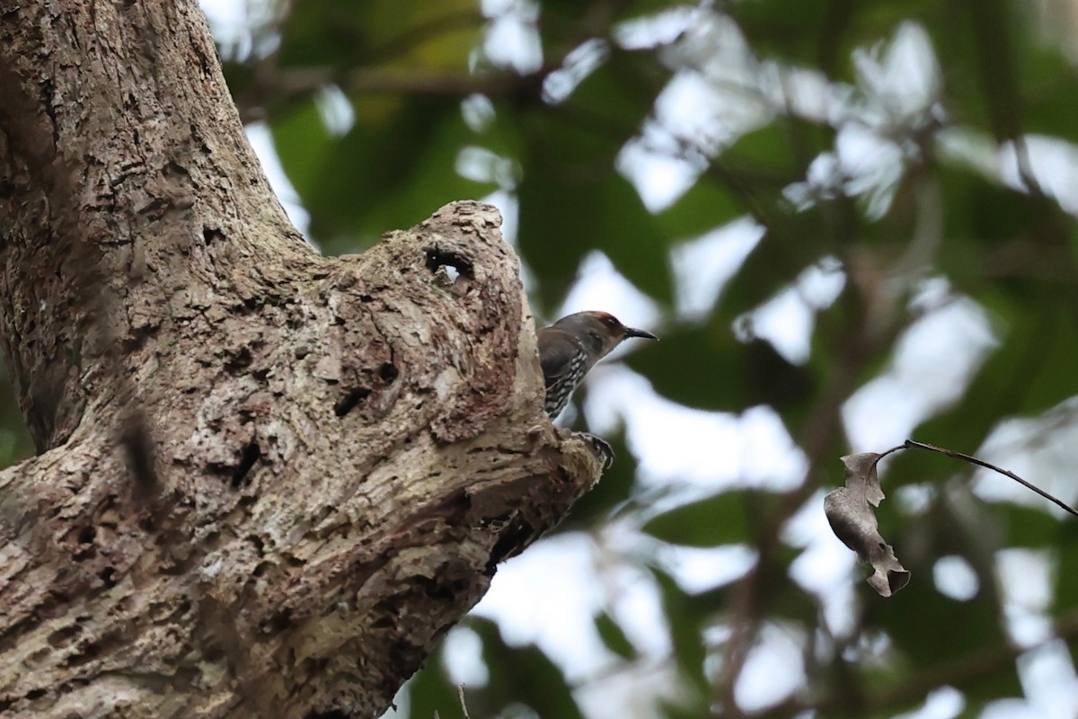 Red-browed Treecreeper - ML626118487