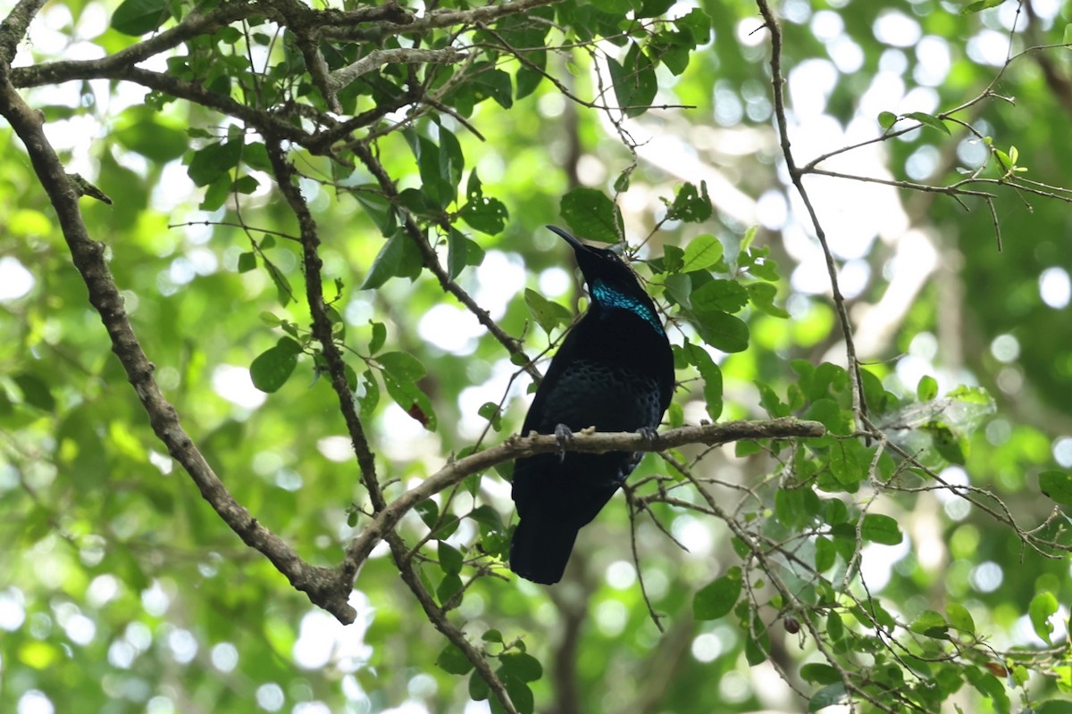 Paradise Riflebird - ML626118495