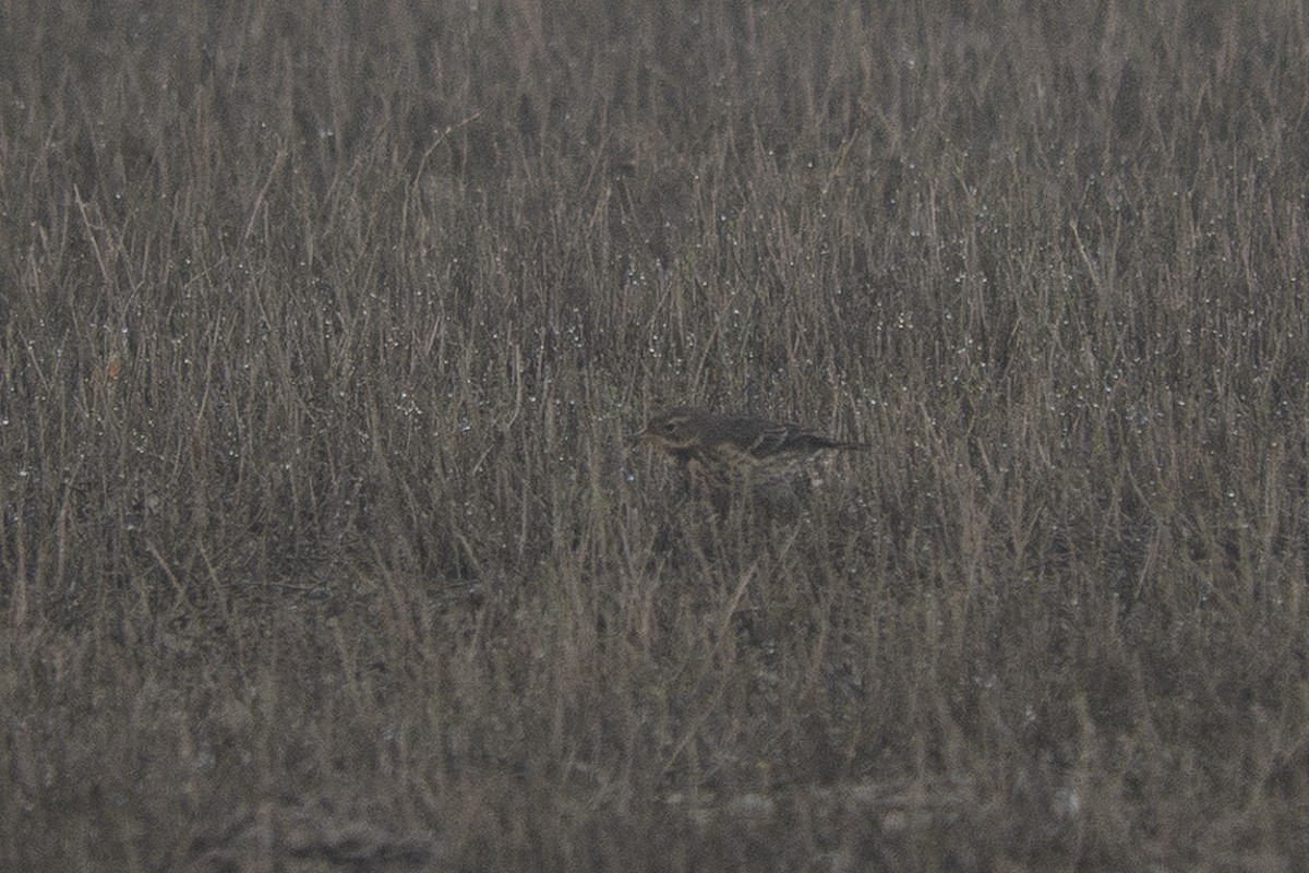 Siberian Pipit - ML626118505