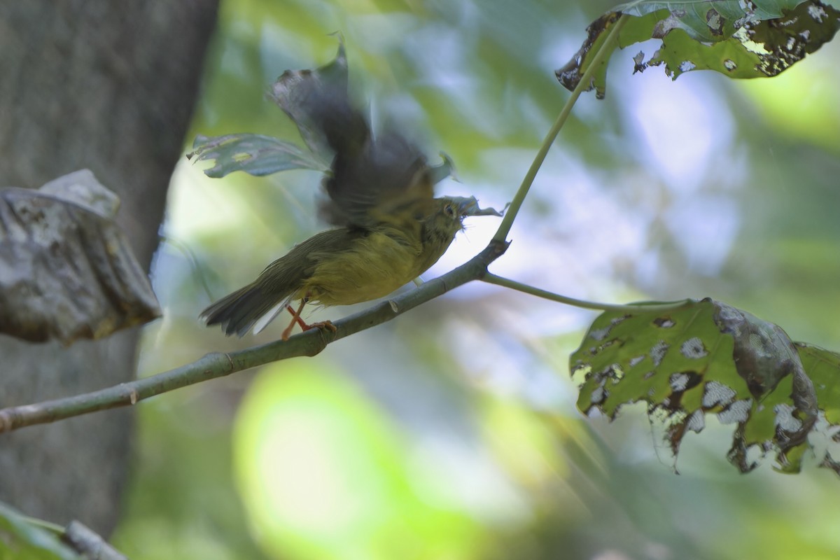 Alström's Warbler - ML626118874