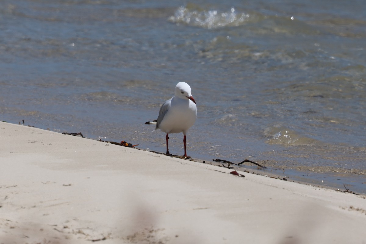 Silver Gull - ML626118875
