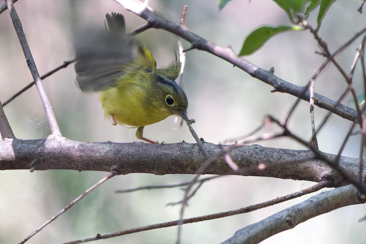 Alström's Warbler - ML626118876