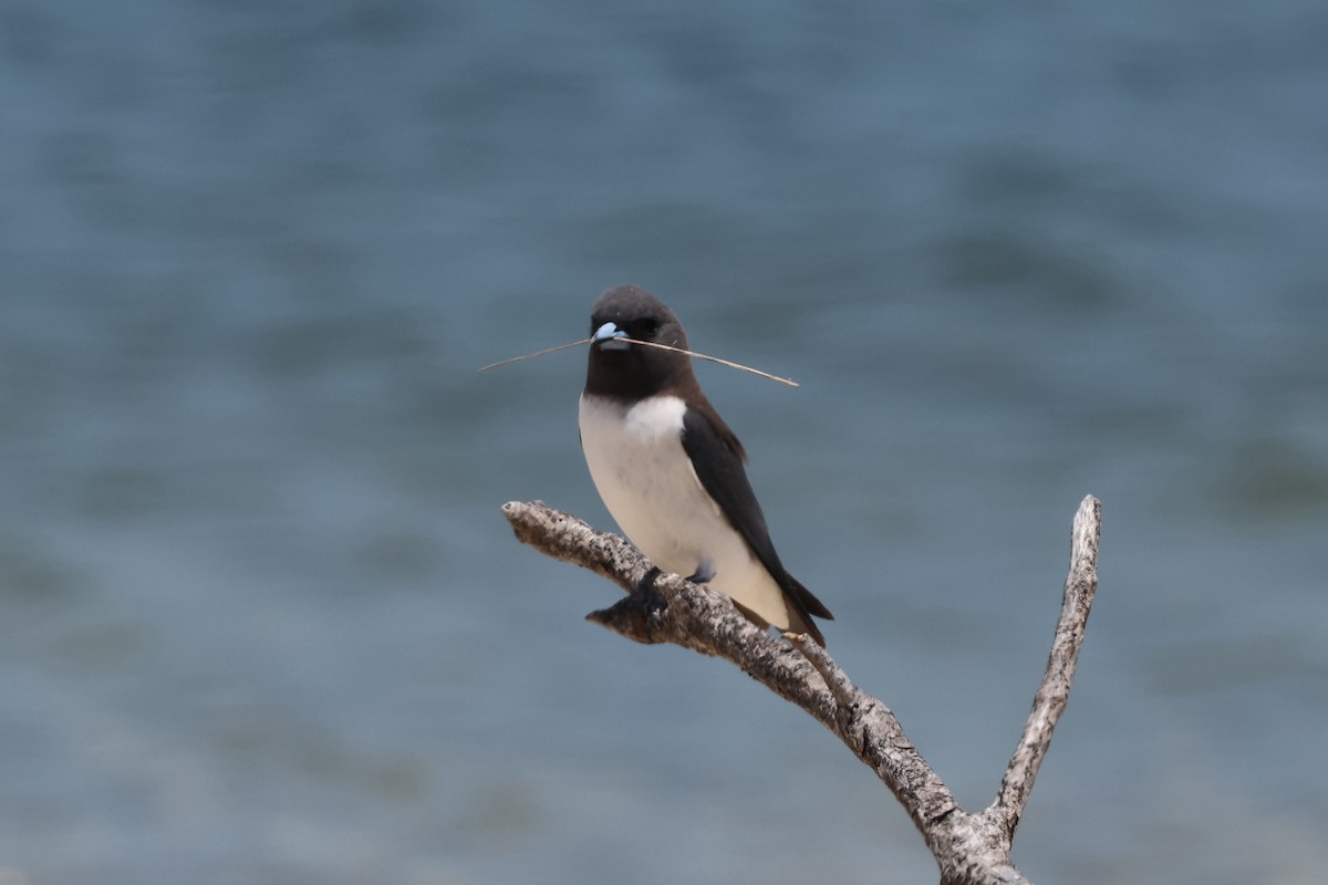 White-breasted Woodswallow - ML626119015
