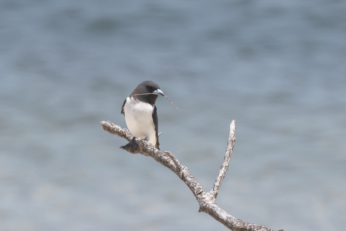 White-breasted Woodswallow - ML626119016