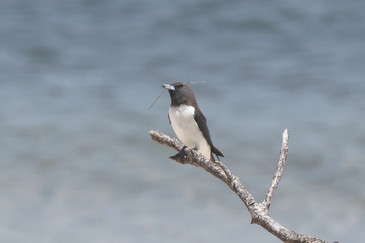 White-breasted Woodswallow - ML626119017