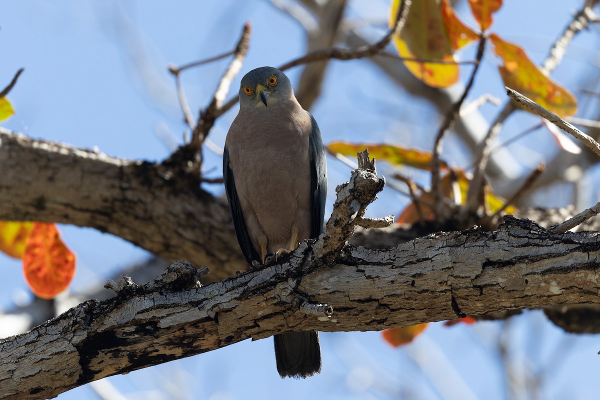 Fiji Goshawk - ML626119076