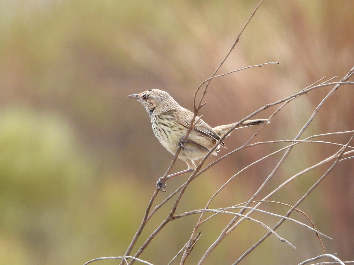 Western Fieldwren - ML626119079