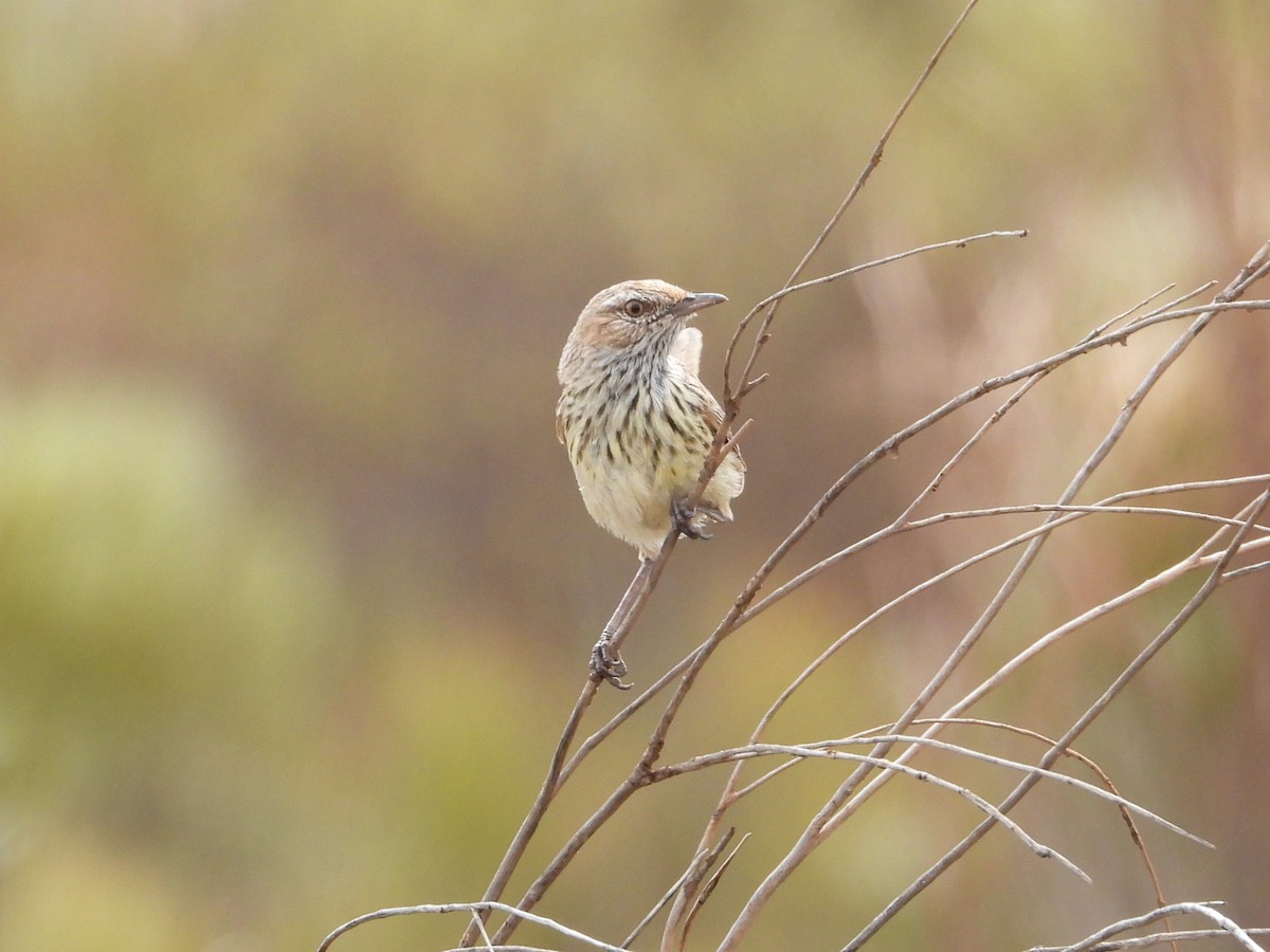 Western Fieldwren - ML626119080