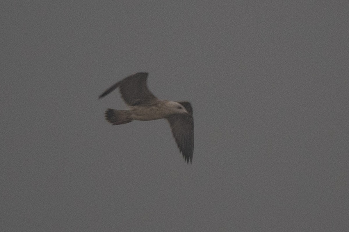 Lesser Black-backed Gull - ML626119097