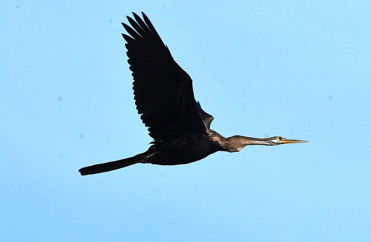 Oriental Darter - ML626119191