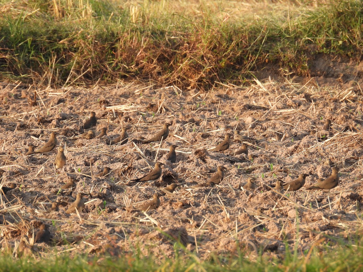 Oriental Pratincole - ML626119259