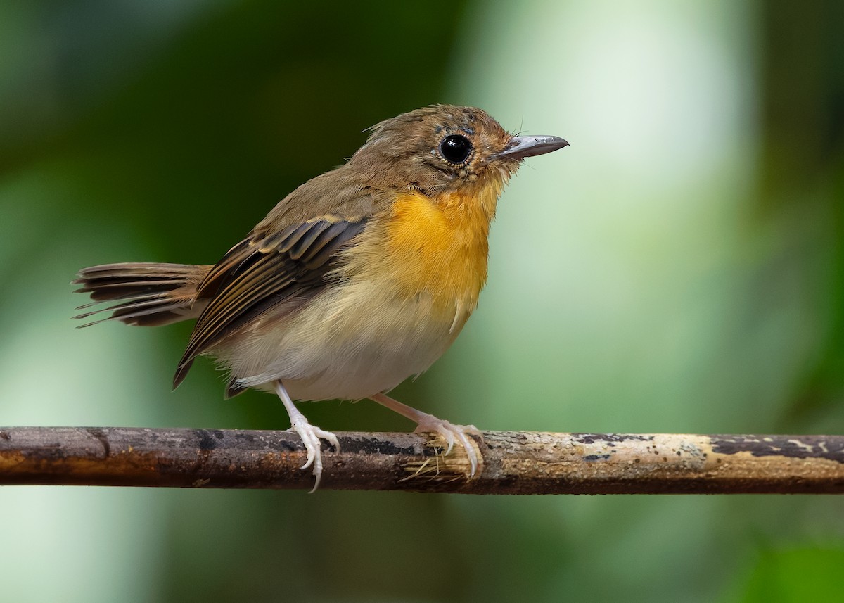 Rufous-chested Flycatcher - ML626119325