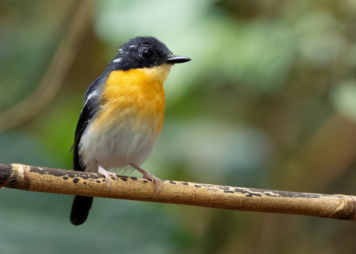 Rufous-chested Flycatcher - ML626119327