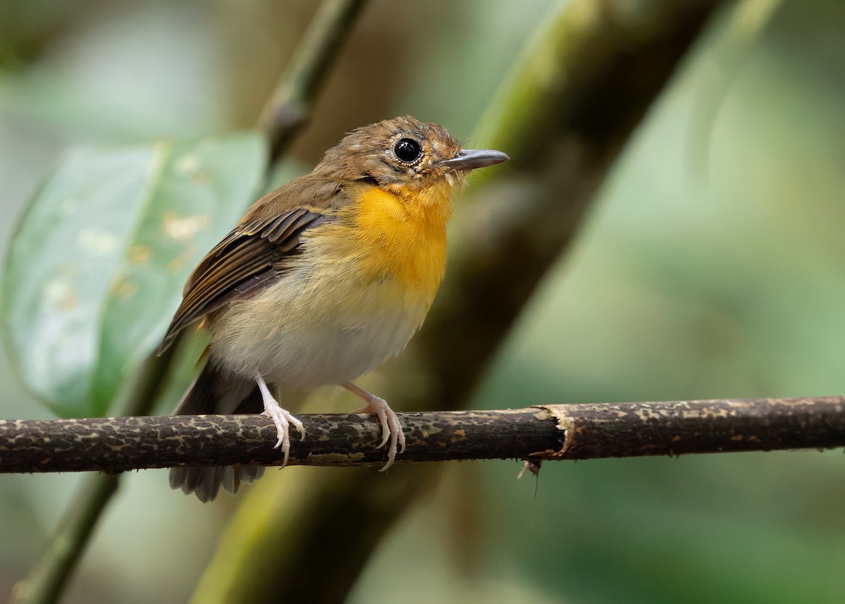 Rufous-chested Flycatcher - ML626119329