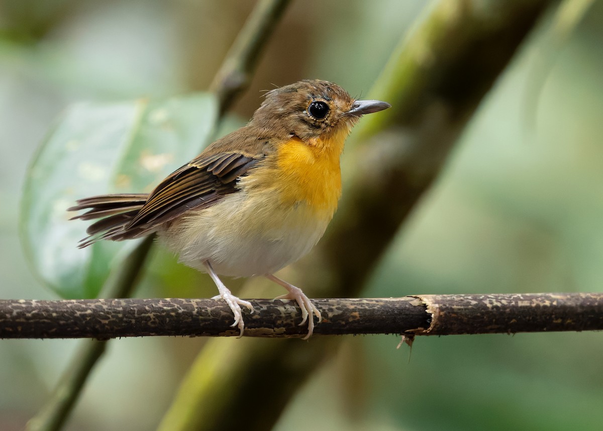 Rufous-chested Flycatcher - ML626119333