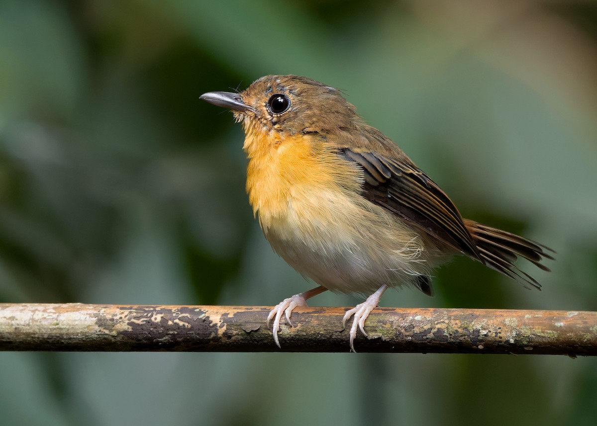 Rufous-chested Flycatcher - ML626119335