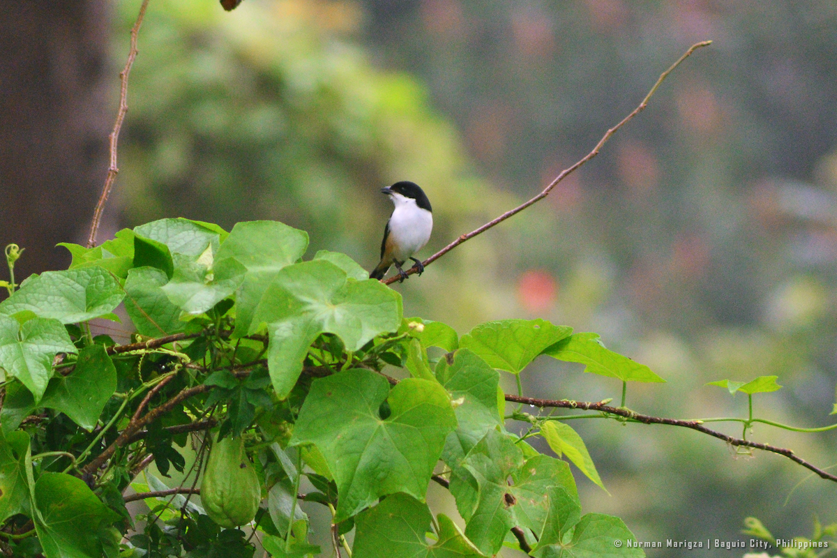 Long-tailed Shrike - Norman Marigza