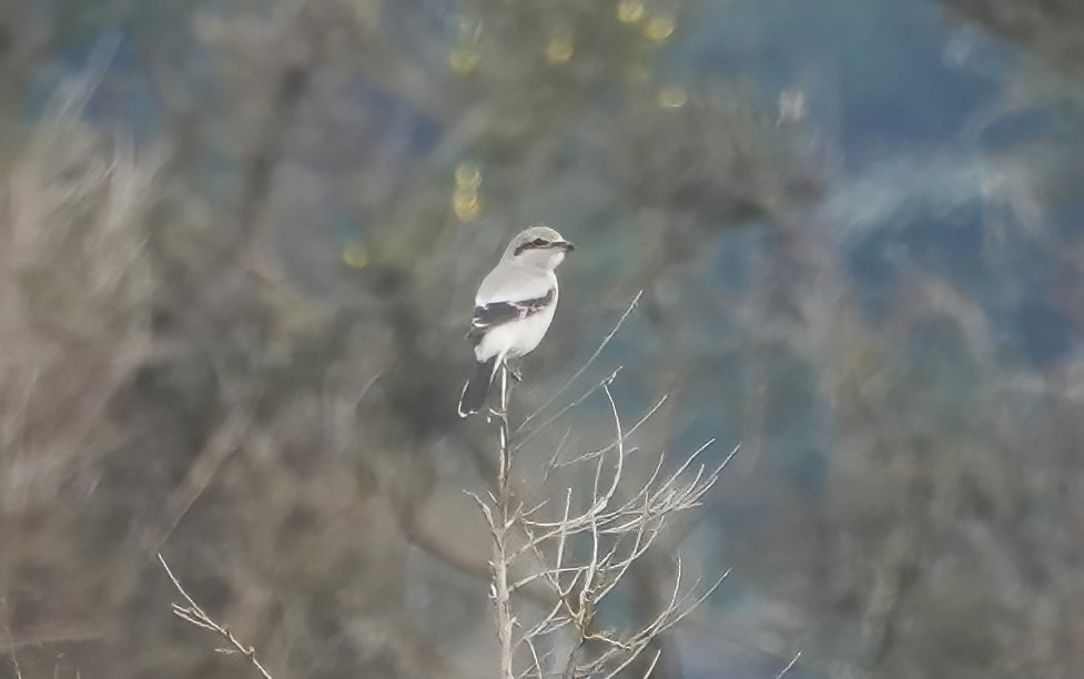 Northern Shrike - ML626119386