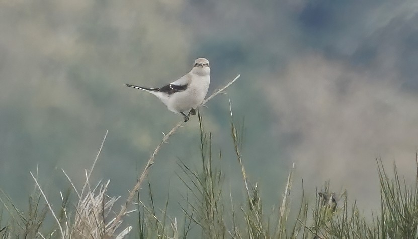 Northern Shrike - ML626119387