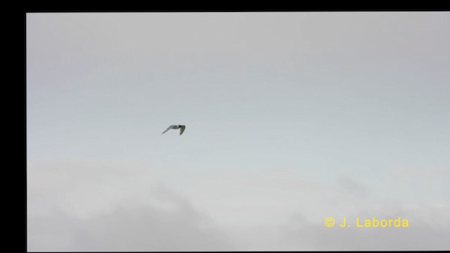 Mediterranean Gull - ML626119419