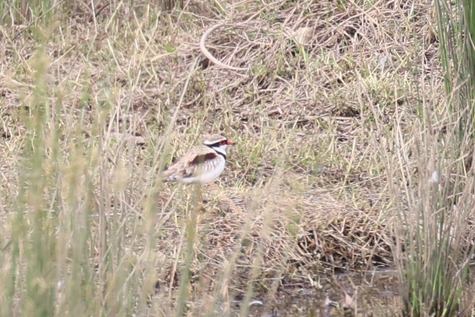 Black-fronted Dotterel - ML626119586