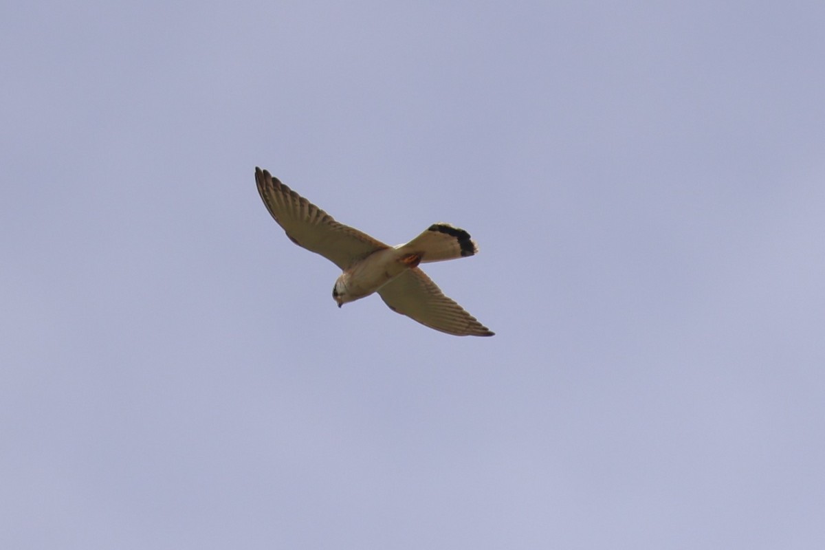 Nankeen Kestrel - ML626119587