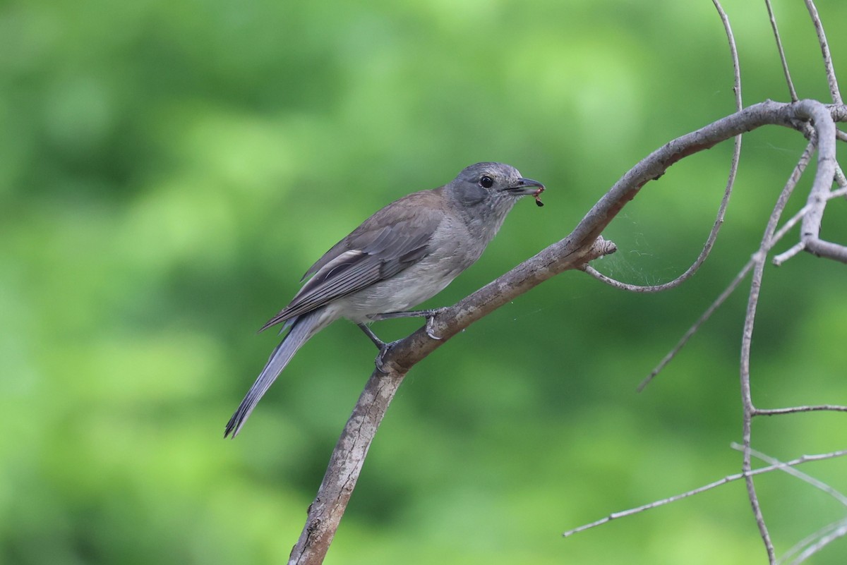 Gray Shrikethrush - ML626119592