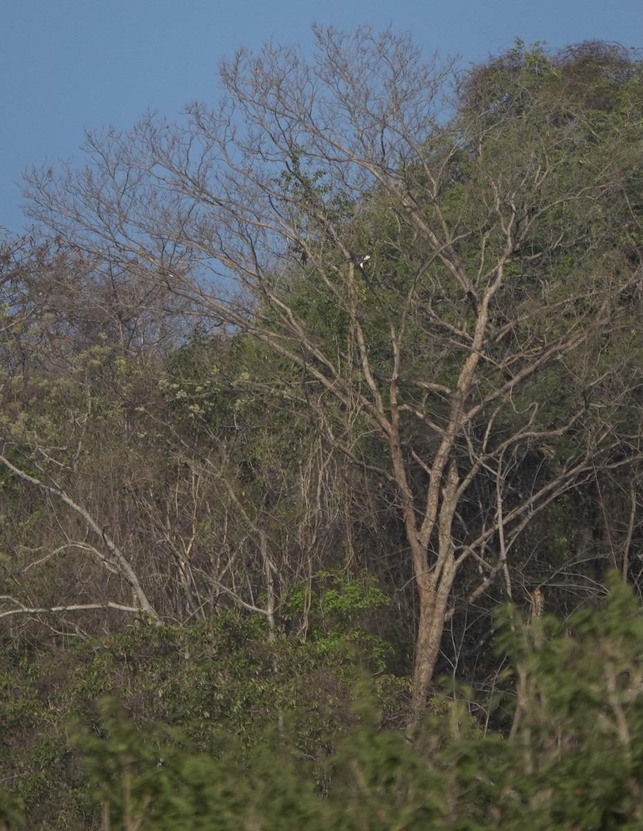 Flores Hawk-Eagle - ML626119622