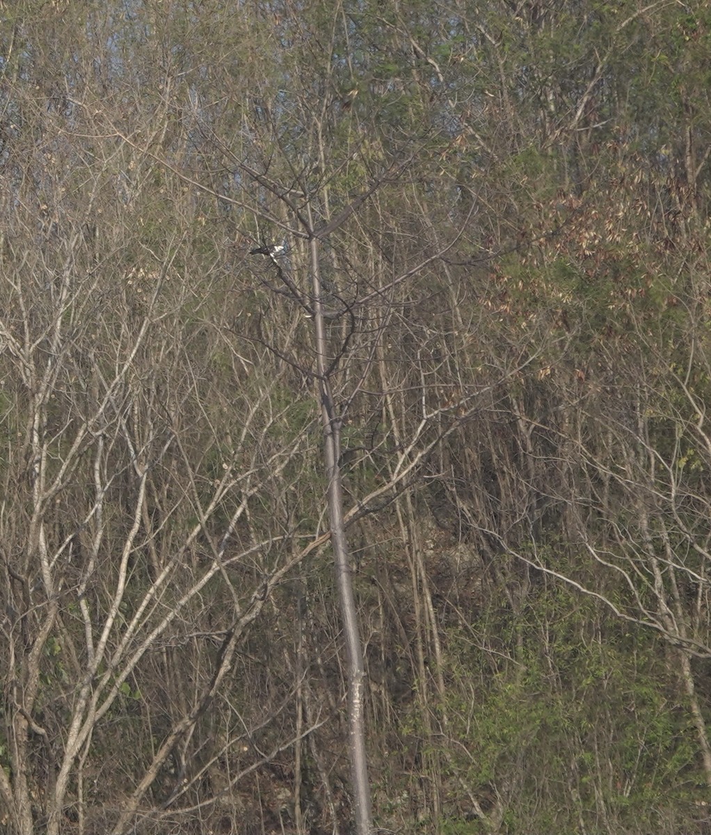 Flores Hawk-Eagle - ML626119625