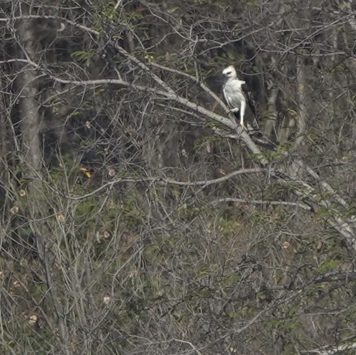 Flores Hawk-Eagle - ML626119629