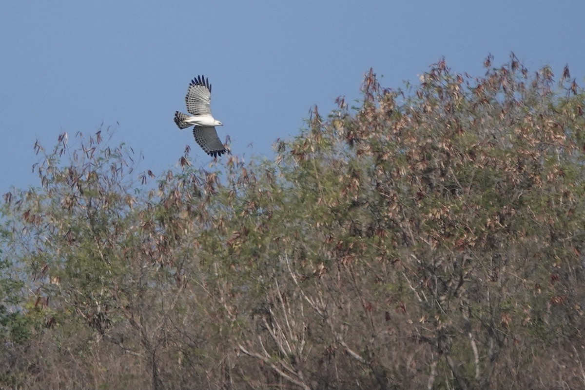 Flores Hawk-Eagle - ML626119631
