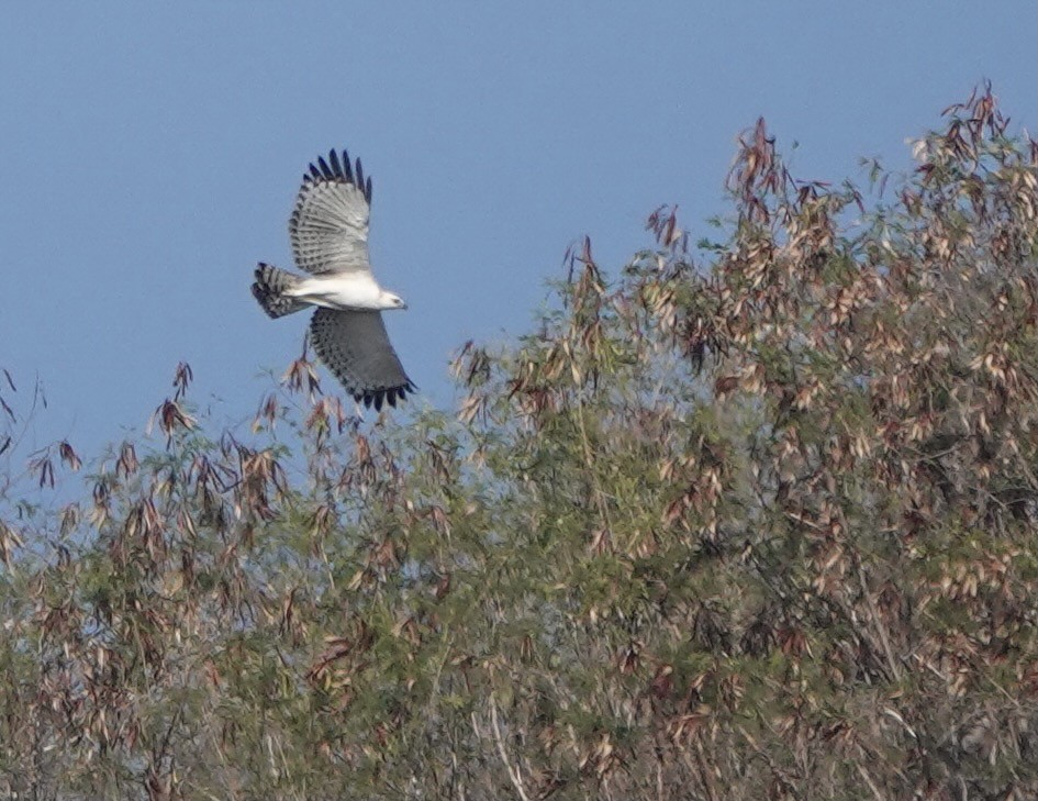 Flores Hawk-Eagle - ML626119632