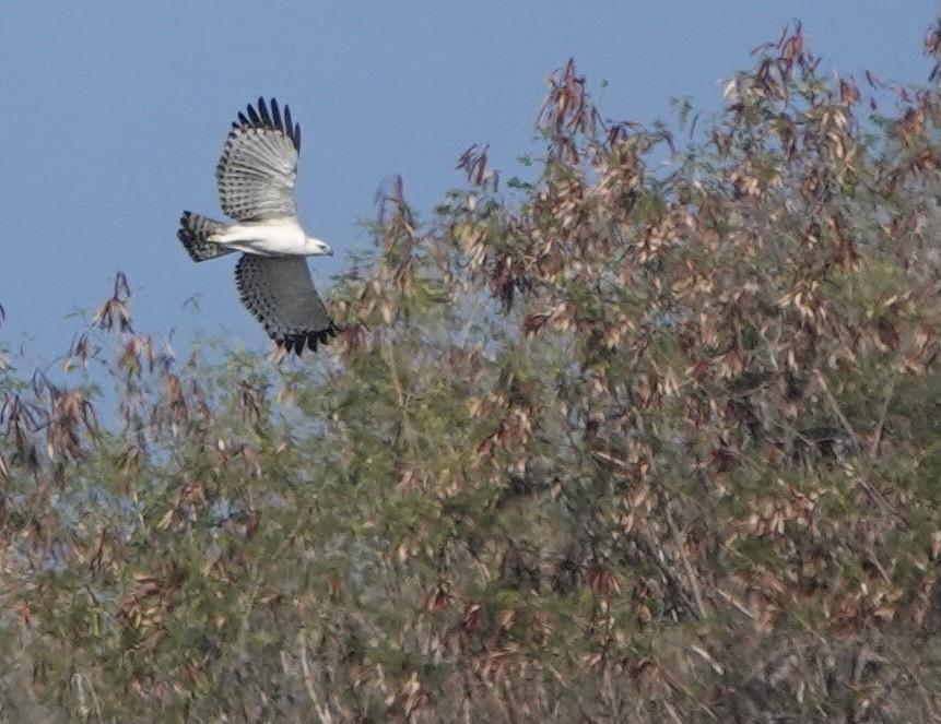 Flores Hawk-Eagle - ML626119633