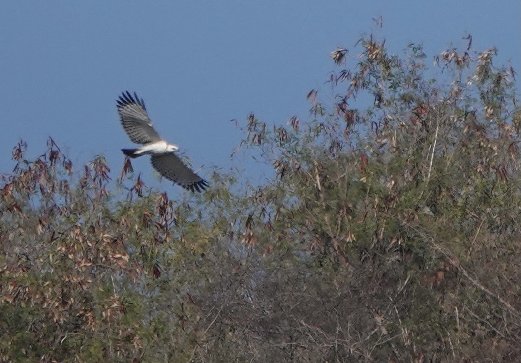 Flores Hawk-Eagle - ML626119634
