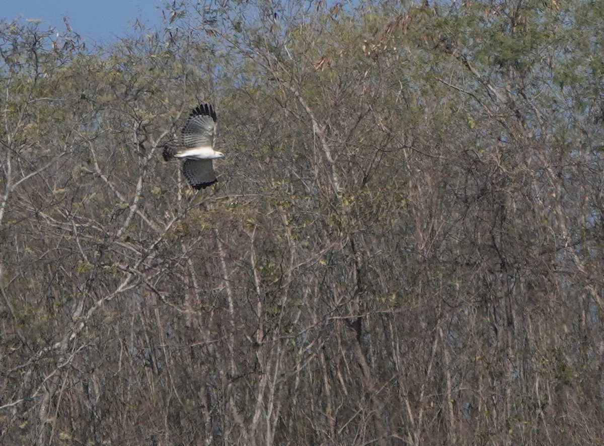 Flores Hawk-Eagle - ML626119635