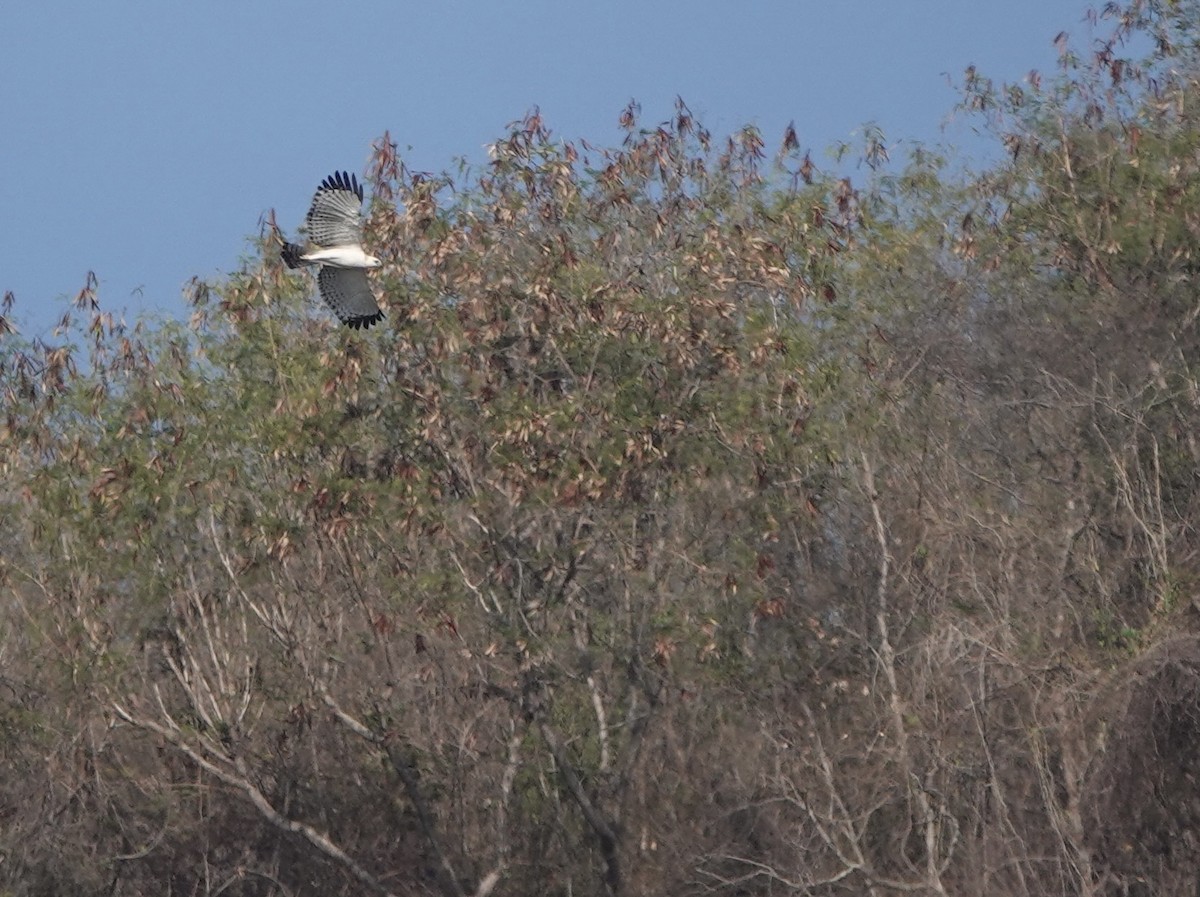 Flores Hawk-Eagle - ML626119636