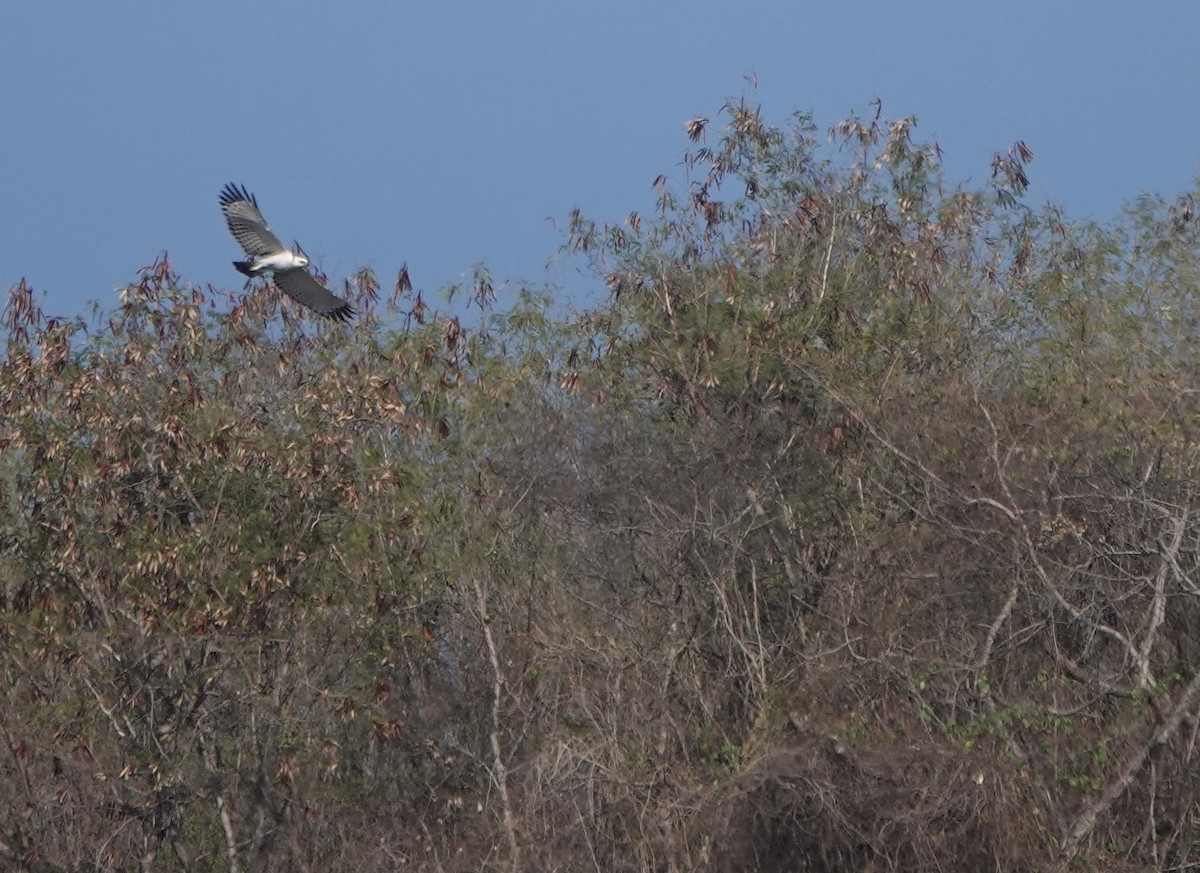 Flores Hawk-Eagle - ML626119637