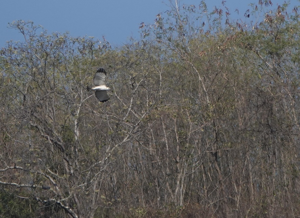 Flores Hawk-Eagle - ML626119639