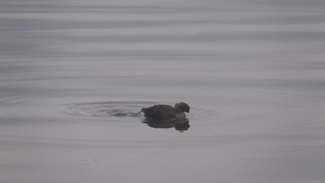 Eider à tête grise - ML626119829