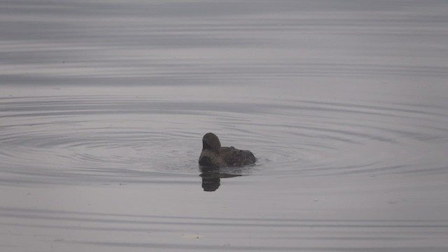 Eider à tête grise - ML626119830