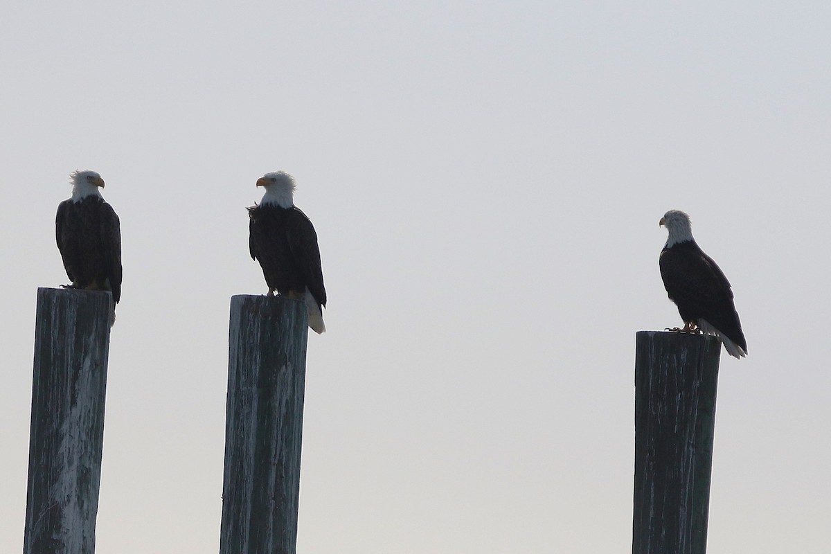 Bald Eagle - ML626119852