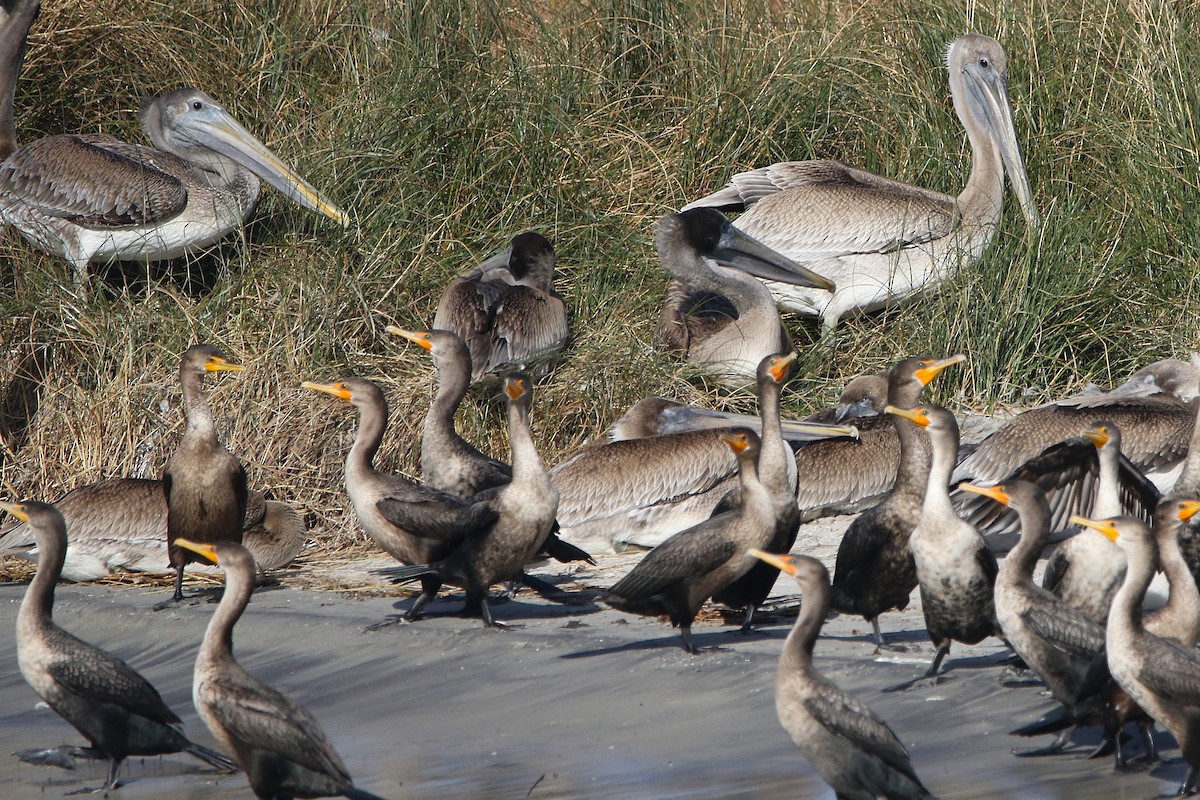 Brown Pelican - ML626119860