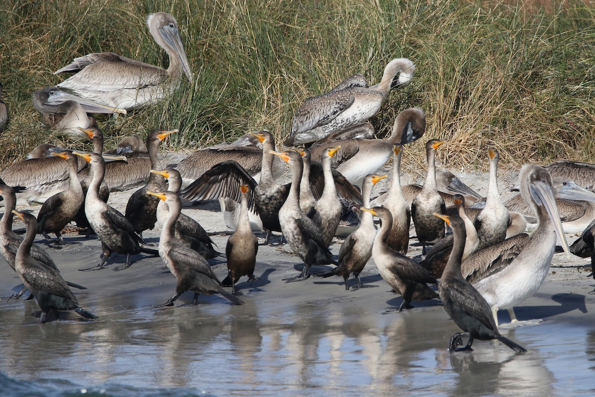 Brown Pelican - ML626119863