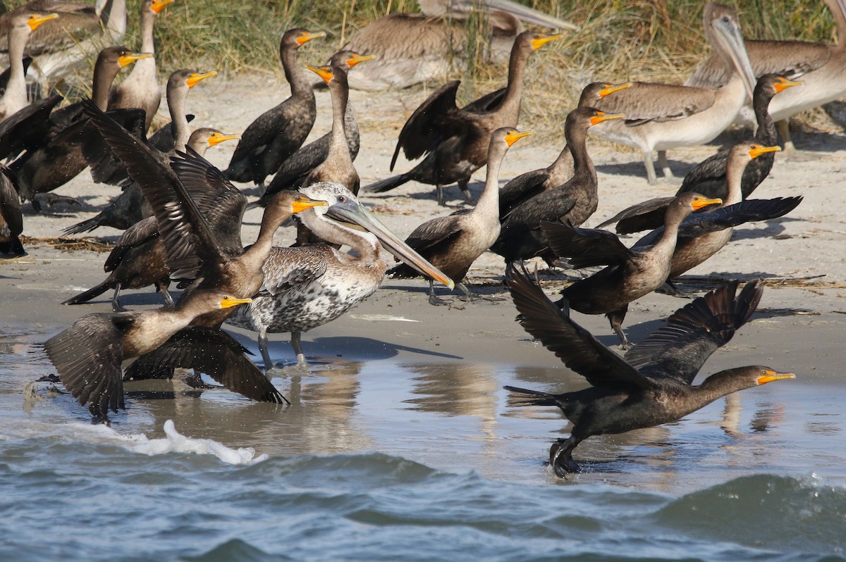 Double-crested Cormorant - ML626119869